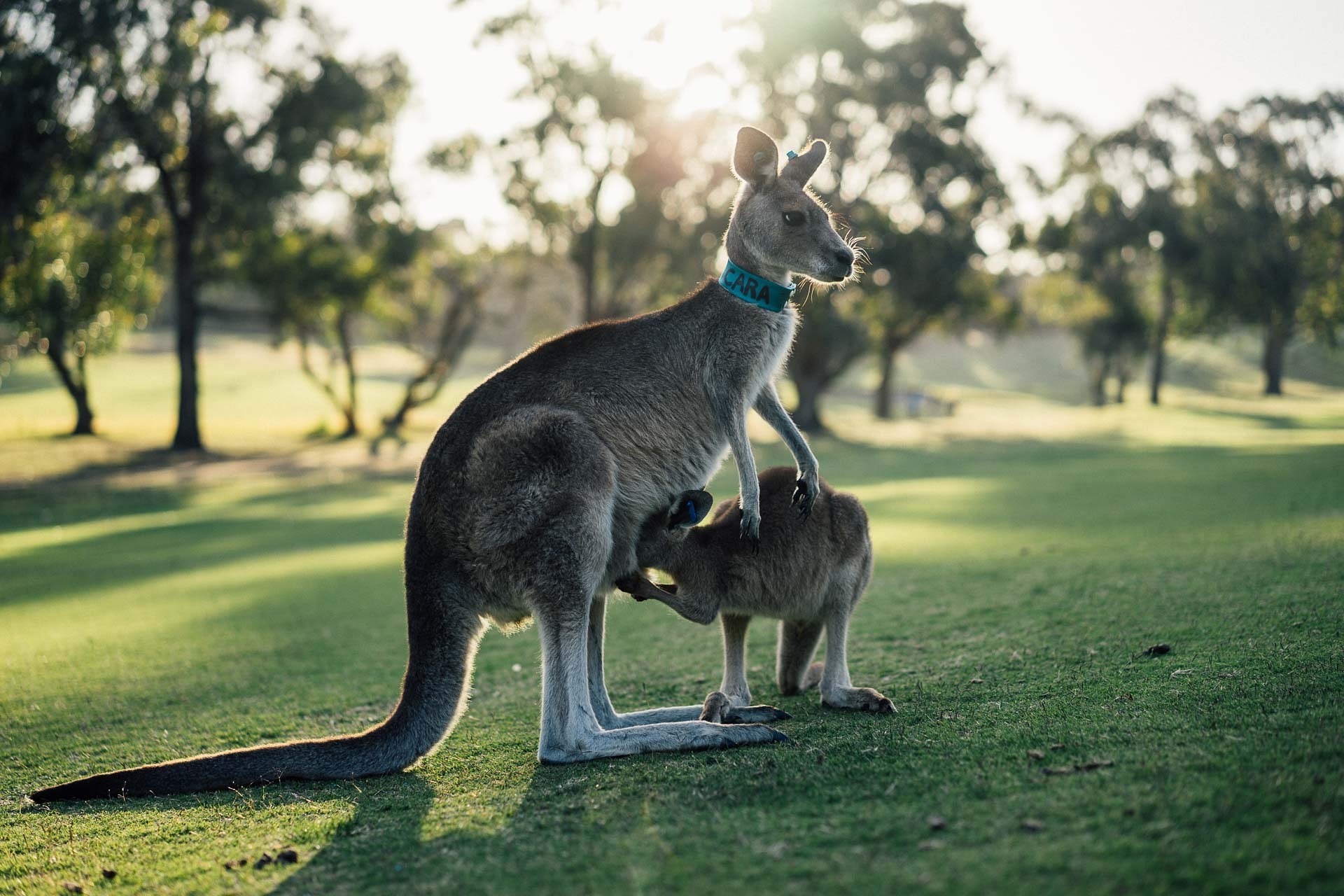 Australia Skilled Migration